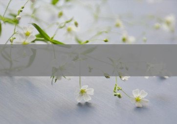 10元芙蓉王香烟价格